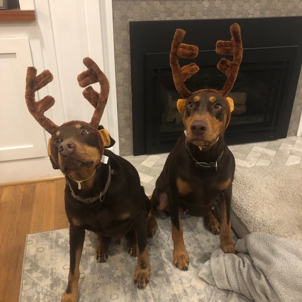 Meet your Posher, Cassandra